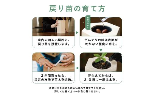 【どんぐりを育て、森に返す】 戻り苗 （ヒノキの鉢タイプ） 1セット ※2025年秋頃から配送 / 観葉植物 苗 苗木 植物 育苗 鑑賞 鉢植え 和歌山 どんぐり 紀州材 檜 ソマノベース 森【smn001】