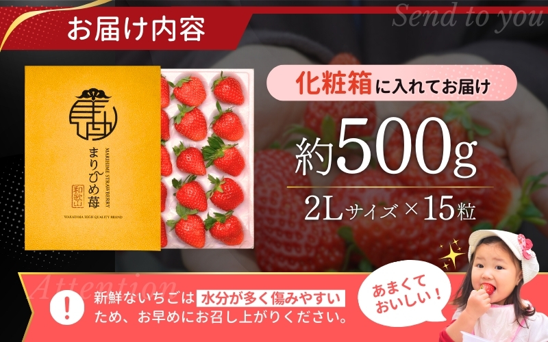 ＼先行予約／ 【化粧箱付き】いちご まりひめ 2Lサイズ 約500g（15粒） 2025年12月頃から順次発送 / いちご 和歌山 果物 フルーツ 野菜 苺 冷蔵 冬 ギフト 贈答 12月 1月 2月 【tcs001】