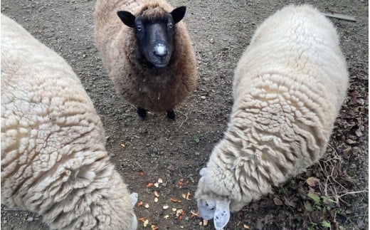 【ご予約】日本産 羊の糸 約100g×4かせ   ※2025年10月頃から順次配送 / 毛糸 手芸 編み物 羊 ひつじ 糸 和歌山 本宮 【tsg004】