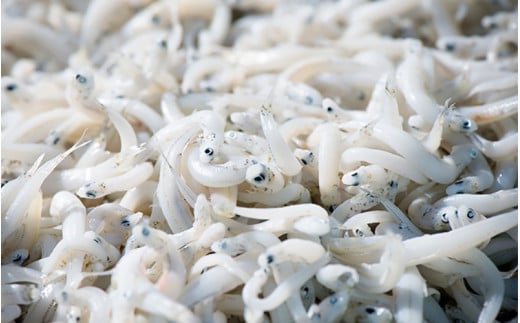 釜揚げしらす（ご家庭用）500g※北海道・沖縄・離島配送不可 / しらす丼 丼ぶり シラス 家庭用 冷蔵 お取り寄せ 和歌山県 田辺市【has001-3】