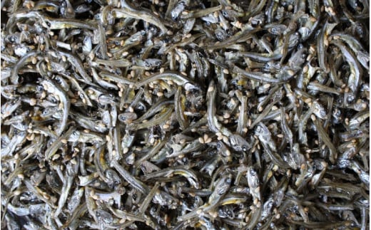 じゃこの佃煮　500g / じゃこ おかず ご飯のお供 佃煮 冷蔵 お取り寄せ 和歌山県 田辺市【has008】