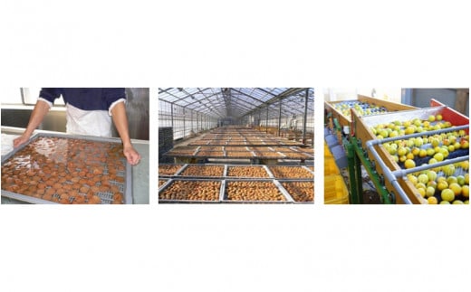 なつかしい梅しそ漬け A級品 250g×3個 計750g / 紀州南高梅 A級 和歌山 和歌山県産 田辺市 南高梅 梅干し 梅干 梅 しそ漬け しそ梅 昔なつかしい 化学調味料不使用 甘味料不使用【kfo016-1】