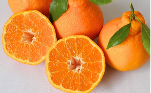 先行予約　紀州田辺産　ハウス栽培の不知火５kg※箱込み ※3月中旬～4月中旬頃に順次発送予定【期間限定・3/1まで】 / 和歌山県 でこぽん デコポン 期間限定 柑橘  フルーツ 果物 紀州産 朝採り【kjt007】