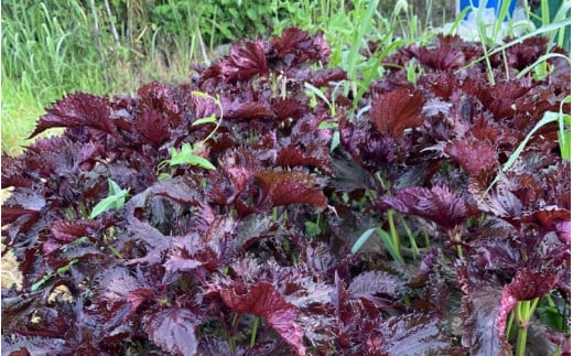 昔ながらのすっぱい梅干 350g （35g×10） 塩分15％ / 梅干し 田辺市 紀州南高梅 南高梅 梅干 梅 うめ 肉厚 お米 おにぎり 焼酎 梅酒 健康 昔ながら 栽培期間中農薬不使用 和歌山 龍神 【mpt004】