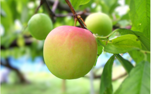 先行予約 すもも（大石）1.8kg ※5月下旬～6月中旬頃に順次発送予定【期間限定・2026/5/31まで】 / スモモ お取り寄せ 期間限定 夏 フルーツ 果物  和歌山県 田辺市【mtm006-2】