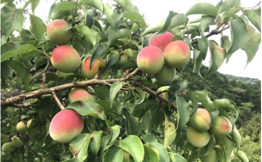 しそ漬梅（塩分約15％）800g  / 和歌山 田辺市 紀州南高梅 南高梅 梅干し 梅干 梅 うめ 肉厚 お米 おにぎり 焼酎 梅酒 健康  しそ 紫蘇 しそ漬 【mtz015-1】