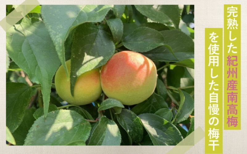 紀州南高梅 やわらか干し梅 梅短冊 はちみつ入り 260g（88g×2）個包装 / 和歌山 和歌山県産 田辺市 南高梅 干し梅 種なし はちみつ干し梅 柔らかい干し梅 個包装【nag006】