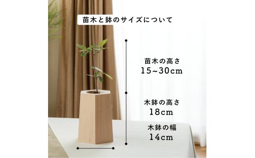 【どんぐりを育て、森に返す】 戻り苗 （ヒノキの鉢タイプ） 1セット ※2025年秋頃から配送 / 観葉植物 苗 苗木 植物 育苗 鑑賞 鉢植え 和歌山 どんぐり 紀州材 檜 ソマノベース 森【smn001】
