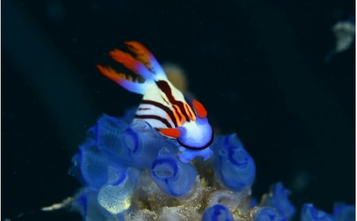 【和歌山 田辺・ファンダイブ／2ボート】大阪から2時間で叶う！田辺ブルーの海♪　4名様 ★Cライセンスお持ちの方限定★ / ダイビング スキューバダイビング ファンダイビング マリンスポーツ 体験 旅行 観光 レジャー アウトドア サンゴ 熱帯魚 水中 癒し 【tds001-4】