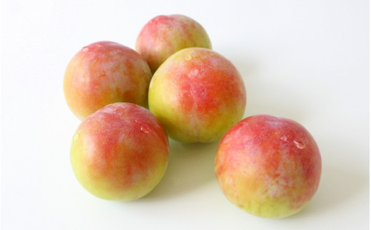 ＜先行予約＞すもも（サマーエンジェル）4パック ※2025年6月下旬～7月上旬頃に順次発送予定【期間限定・数量限定】 / スモモ プラム 冷蔵 季節限定 お取り寄せ 産地直送 贈答品 ギフト 果物 フルーツ 田辺市 和歌山県【ymh013】