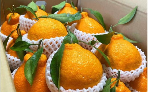 先行予約　紀州田辺産　ハウス栽培の不知火５kg※箱込み ※3月中旬～4月中旬頃に順次発送予定【期間限定・3/1まで】 / 和歌山県 でこぽん デコポン 期間限定 柑橘  フルーツ 果物 紀州産 朝採り【kjt007】