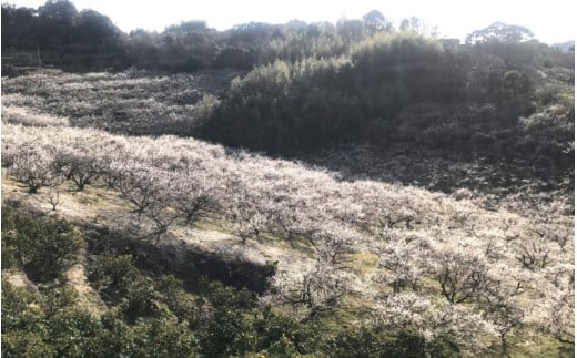 しそ漬梅（塩分約15％）800g  / 和歌山 田辺市 紀州南高梅 南高梅 梅干し 梅干 梅 うめ 肉厚 お米 おにぎり 焼酎 梅酒 健康  しそ 紫蘇 しそ漬 【mtz015-1】