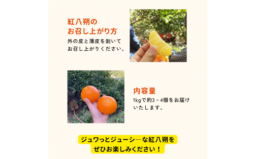 【期間限定・12/31まで】紅八朔１kg※1月下旬から順次発送予定※ / 和歌山県 はっさく フルーツ 果物 柑橘 田辺市 【nak011】