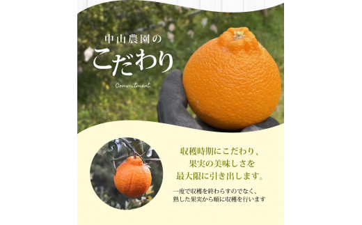 【期間限定・2026/1/31まで】不知火1kg※2026年3月から順次発送予定※ / 和歌山県 しらぬい デコポン フルーツ 果物 柑橘 田辺市 【nak014-1】