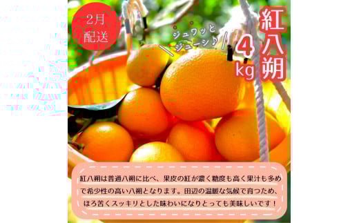 【4回定期便】和歌山 贅沢みかんフルコース / 宮川早生みかん・ポンカン・紅八朔・不知火※2025年12月より発送（期間限定・12/20まで受付） / 和歌山県 ミカン フルーツ 果物 柑橘 田辺市 みかん くだもの【nak030-tk】