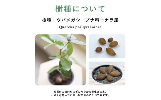 【どんぐりを育て、森に返す】 戻り苗 （ヒノキの鉢タイプ） 1セット ※2025年秋頃から配送 / 観葉植物 苗 苗木 植物 育苗 鑑賞 鉢植え 和歌山 どんぐり 紀州材 檜 ソマノベース 森【smn001】