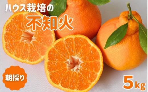 先行予約　紀州田辺産　ハウス栽培の不知火５kg※箱込み ※3月中旬～4月中旬頃に順次発送予定【期間限定・3/1まで】 / 和歌山県 でこぽん デコポン 期間限定 柑橘  フルーツ 果物 紀州産 朝採り【kjt007】