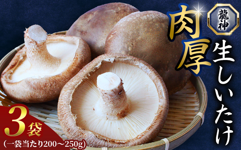 龍神マッシュの生しいたけ３袋セット / 肉厚 無農薬 菌床栽培 きのこ シイタケ 椎茸  和歌山県 田辺市【mas001】