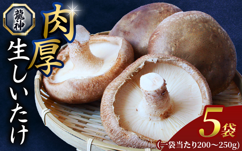 龍神マッシュの生しいたけ５袋セット / 肉厚 無農薬 菌床栽培 きのこ シイタケ 椎茸  和歌山県 田辺市【mas002】