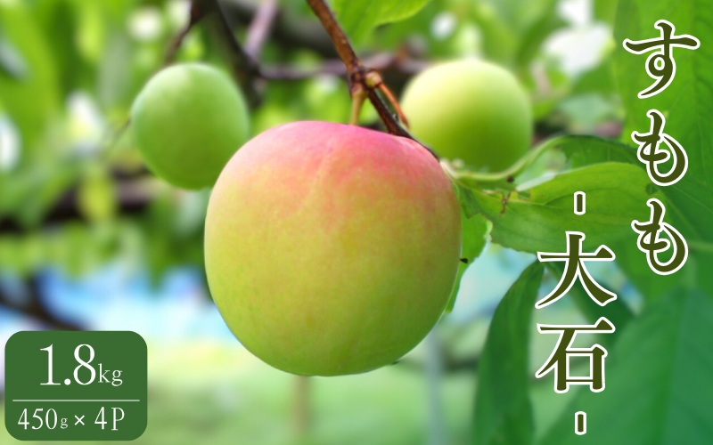 先行予約 すもも（大石）1.8kg ※5月下旬～6月中旬頃に順次発送予定【期間限定・2026/5/31まで】 / スモモ お取り寄せ 期間限定 夏 フルーツ 果物  和歌山県 田辺市【mtm006-2】