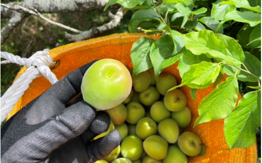 【期間限定・2026/4/30まで】中山農園の南高梅　青梅10kg※2026年5月下旬から順次発送予定※ / 紀州南高梅 梅シロップ 梅ジュース 梅酒 和歌山県 【nak019】