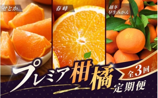 ＼新登場／ 【全3回定期便】和歌山のプレミア柑橘定期便 （越冬早生みかん・せとか・春峰） ※2026年1月より3回お届け / みかん 定期便 柑橘 せとか フルーツ 早生みかん ミカン 和歌山 果物 田辺市 くだもの【tcs012-tk】