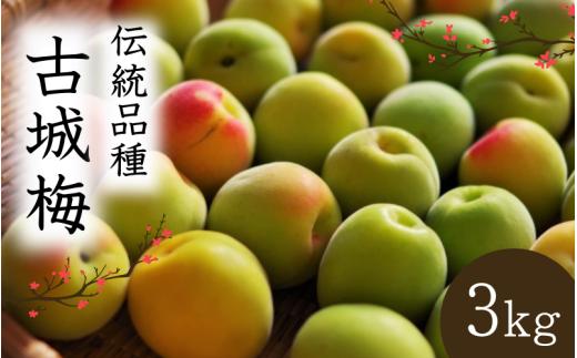 シロップ、梅酒に最適！【先行予約】 青梅【古城梅】 3kg（2026年5月頃から順次発送予定） / 生梅 梅酒 梅ジャム 梅シロップ 産地直送 国産 和歌山 【tcs020】