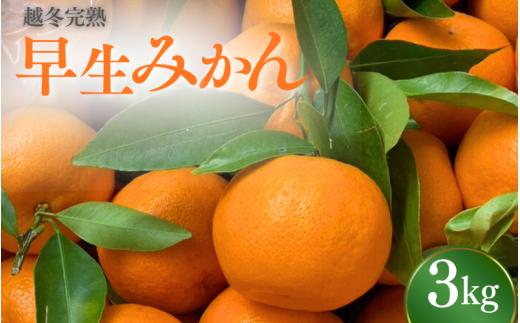 【先行予約】 完熟 越冬早生みかん3kg 【秀品】 （2026年1月以降順次発送予定） / 早生みかん 早生 ミカン 柑橘 フルーツ 果物 紀州産 和歌山県【tcs025】