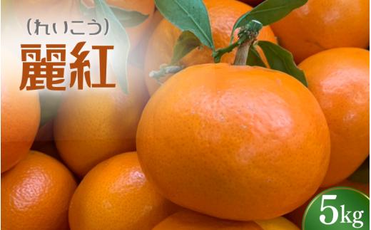  ＼先行予約／ れいこう 麗紅 5kg （2026年2月以降順次発送予定） / みかん 柑橘 珍しい ミカン 柑橘 フルーツ 果物 紀州産 和歌山県 田辺市【tcs028】