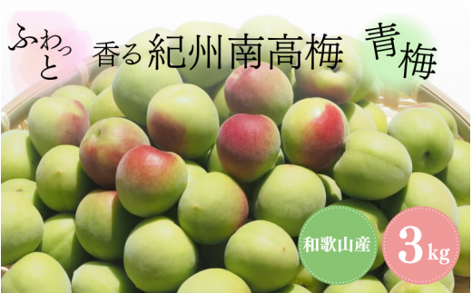 ふわっと香る紀州南高梅 青梅3kg ※2025年6月下旬〜7月上旬頃に順次発送予定[期間限定:2025年5月31日まで] / 和歌山 田辺市 紀州南高梅 南高梅 梅干し 梅干 梅 うめ 青梅 梅シロップ 梅酒 [nok001]