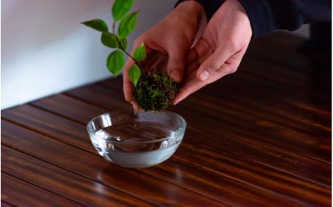 盆栽職人が作る苔玉(天台烏薬) / ギフト 徐福 伝説 自然 天然 新宮【mtt001】