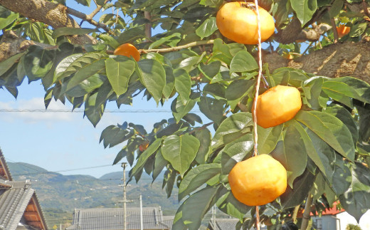甘さが違う！とっても甘くなる生渋柿（平たねなし柿）吊るし柿用  T字枝or吊るしクリップ付約4.5～5kg　約24～30個＜2026年10月中旬～順次発送＞-Ted【art016B】
