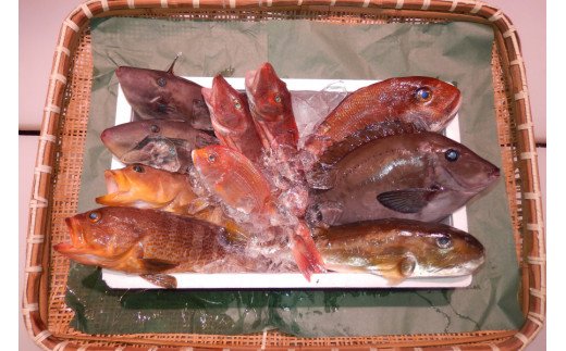 ＼朝どれ新鮮／ 鮮魚セット (小) 約3kg  目利きのプロが厳選した旬の魚をその日の内に発送！ 魚 鮮魚 タイ 鯛 海鮮【nss404】