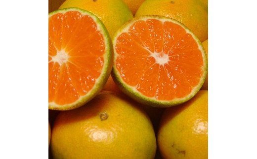 濃厚な味わい ご家庭用 ゆら早生みかん約7kg　サイズ混合【10月上旬より発送】希少品種《有機質肥料100％》※2026年10月上旬～11月より順次発送予定【nuk002F】