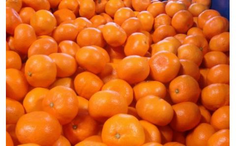 ＼光センサー選別／ ちっちゃな有田みかんこつぶみかん約5kg （3S～Sサイズ混合）有機質肥料100% 先行予約 みかん 温州みかん ミカン 小粒【nuk145B】