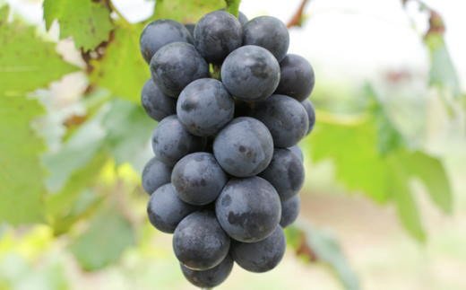 【新鮮・産直】和歌山かつらぎ町産たねなしピオーネ約2kg　※2026年8月中旬～2026年9月中旬頃に順次発送予定【tec500B】