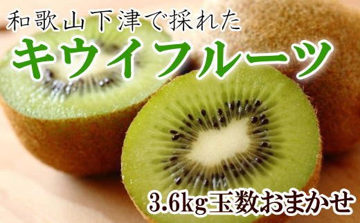 和歌山の下津で採れたキウイフルーツ約3.6kg（玉数おまかせ・秀品）※2026年1月中旬～2026年3月上旬頃に発送【tec502B】