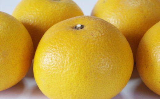 【手選果・訳あり】有田産の八朔10kg（サイズ混合）＜2024年1月中旬～2月下旬頃に順次発送＞ みかん ミカン 蜜柑 フルーツ【tec847】