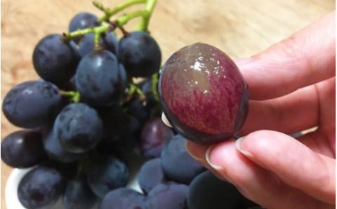 紀州有田産 ブラックオリンピア(ハチミツぶどう) 約2kg ※2026年8月中旬～9月上旬頃に順次発送予定 / ぶどう ブドウ 葡萄 フルーツ 果物 くだもの【uot005】