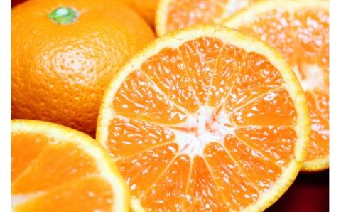 完熟有田みかん　10kg　※2024年11月下旬頃?2025年1月下旬頃に順次発送予定(お届け日指定不可)【uot705】