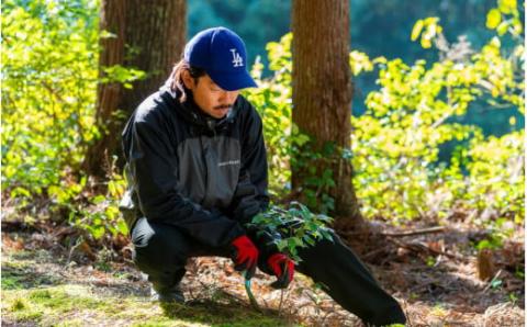 盆栽職人が作る苔玉(天台烏薬) / ギフト 徐福 伝説 自然 天然 新宮【mtt001】