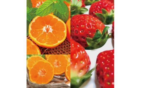 【旬のくだもの定期便】和歌山県の旬のフルーツを毎月お届け！　全12回【Ｓ】（配送日時指定不可）※北海道・沖縄・離島への配送不可 / 定期便 フルーツ みかん いちご イチゴ セミノール 河内晩柑 すい【ard-tkb901A】