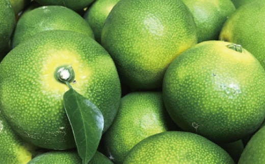 【先行予約】ご家庭用青切り有田みかん　約1kg+200g(傷み補償分) ※着日指定不可 ※北海道・沖縄・離島は配送不可 【2026年9月中旬～10月上旬頃に順次発送予定】【ard207A】