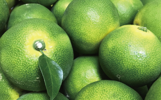 【先行予約】【初秋の美味】【農家直送】特選　青切り有田みかん　約10kg+200g(傷み補償分)　【2026年9月中旬～10月上旬頃に順次発送予定】【ard233A】