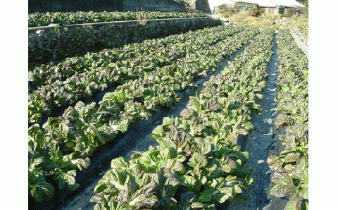 【新宮名物】めはり漬セット【めはり寿司】【kbs015A】