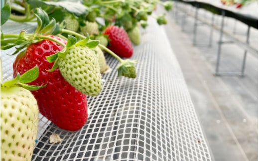 【先行予約】特大まりひめ いちご 朝摘 6個～11個入り×4パック 2026年1月中旬～2026年3月末頃に順次発送予定（お届け日指定不可）/ いちご 苺 まりひめ 和歌山 フルーツ 果物 くだもの【kiy004A】