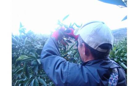 【2026年秋頃発送予約分】【農家直送】こだわりの極早生みかん 約7.5kg【数量限定】 有機質肥料100% サイズ混合 ※2026年10月～11月より順次発送予定（お届け日指定不可）【nuk136E】