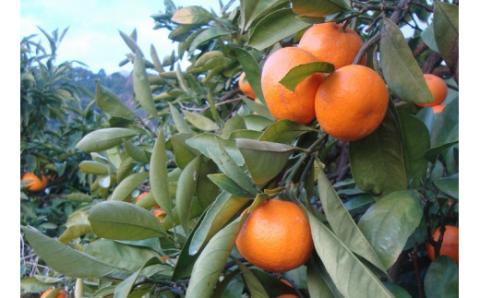 【農家直送】有田みかん 約10kg  大玉3L以上 有機質肥料100% ※2025年12月初旬～12月末に順次発送(お届け日指定不可)【nuk139F】