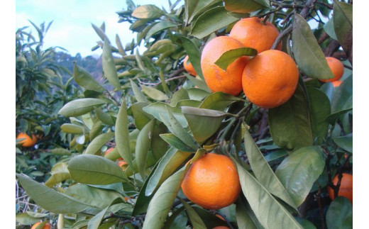 【農家直送】有田みかん 約10kg  大玉3L以上 有機質肥料100% ※2026年11月～12月に順次発送予定(お届け日指定不可)【nuk139F】