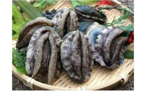 極上！紀州蝦夷鮑×19～20個　五つ星旅館にも出荷される極上アワビ＜日付指定OK＞ 鮑 アワビ あわび 極上 海鮮【riz120】